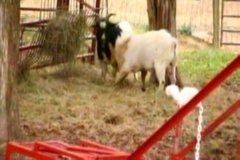 CABRAS 34  IMAGEN FOTOGRAFIA  172 